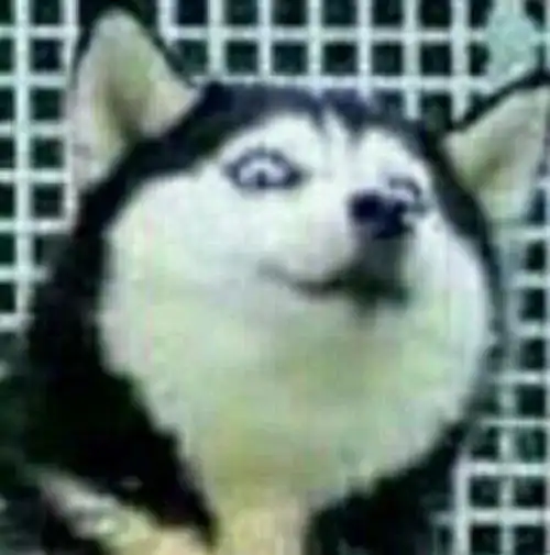 哈士奇 表情包 _ 图片网