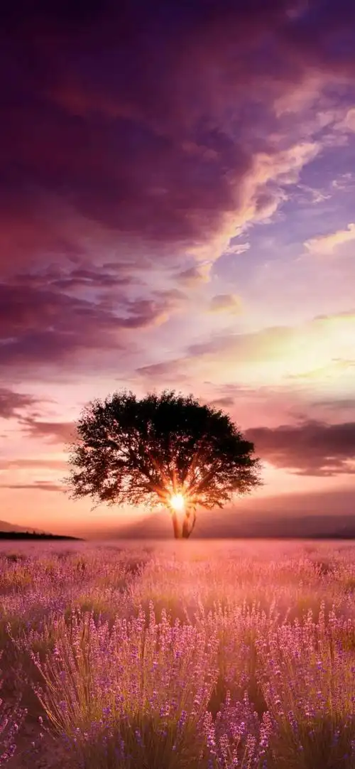 iphone壁纸高清全屏壁纸图