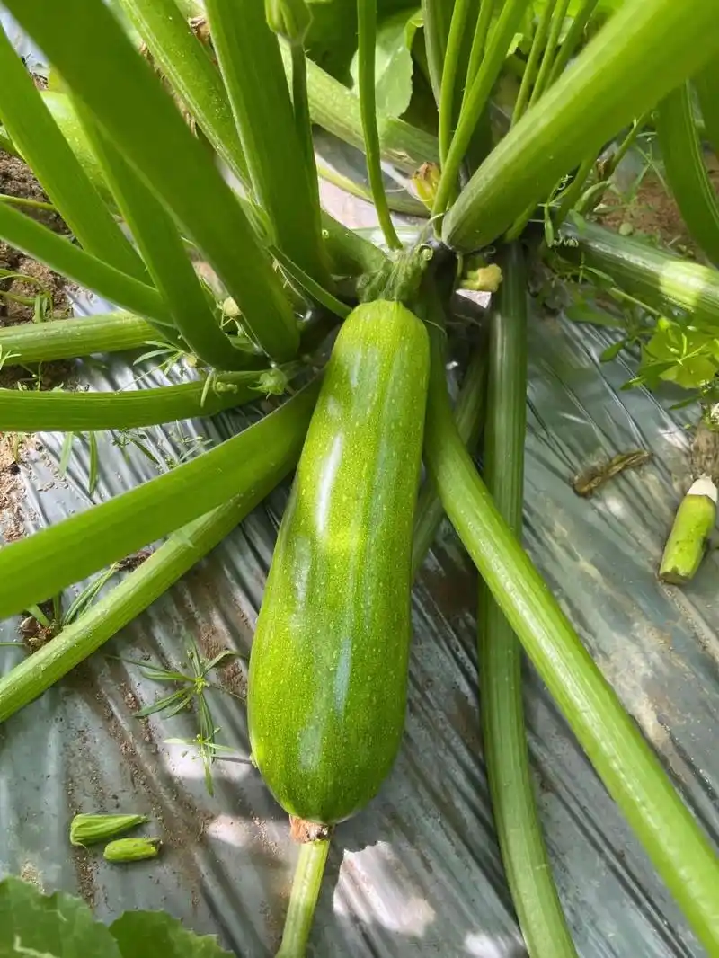 西葫芦种植.今日秋分.秋分是与春分,夏至,冬至齐名的四大节气 - 抖音