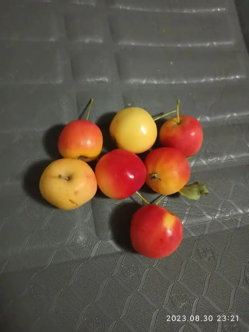 海棠果的颜色正吧,秋天的颜色.一棵树上的果子,就因为晒没晒太 - 抖音