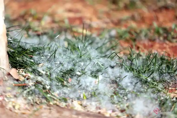 云南昆明又到柳絮纷飞时