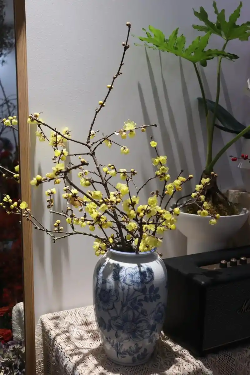 最具古风意蕴的花之一|腊梅 "蜡梅是寒花,绝品,人以腊月开, - 抖音