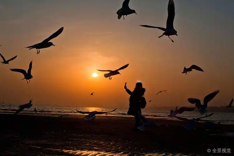 海鸥_飞翔_自由_候鸟_野生动物_鸟_动物_觅食_高清图片_全景视觉