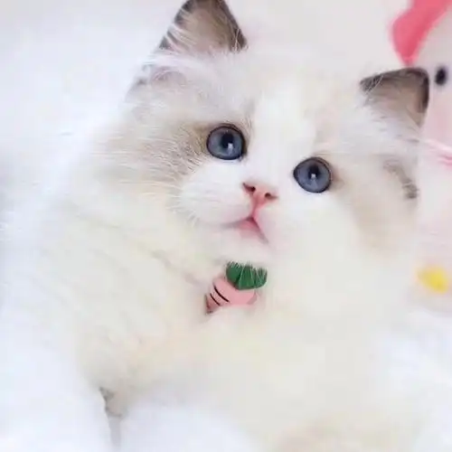 海双布偶幼猫蓝双重点色仙女猫幼崽小猫咪活物宠物猫咪 蓝猫混血猫咪