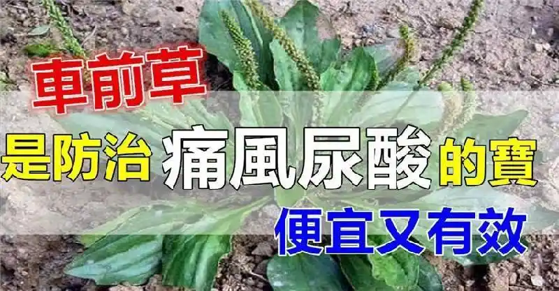小小车前草,是防治痛风尿酸的宝,便宜又简单!但很少人知道