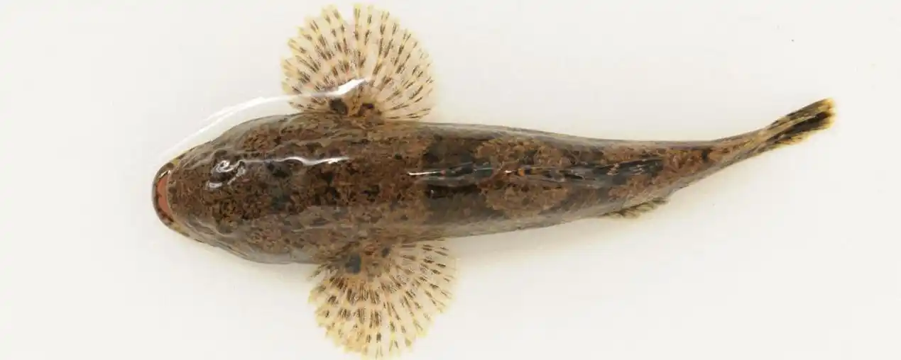 沙塘鳢吃什么东西?