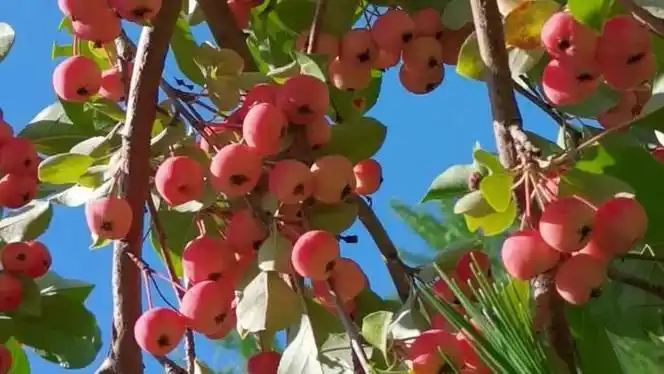 北美海棠果原创视频