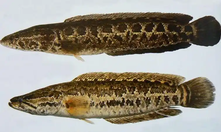 黑鱼怎么养不会死,活的黑鱼在家里如何存放才会不死