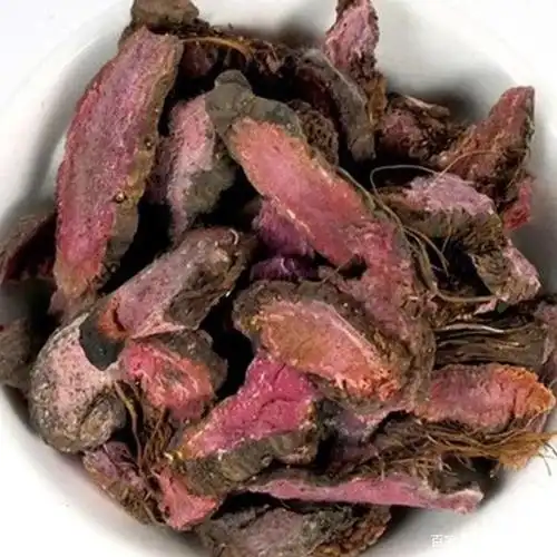 中药古今研究:拳参(紫参)