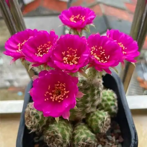 喜欢养仙人球,就选"阳春丸",颜值高,好打理,每年开花好多次