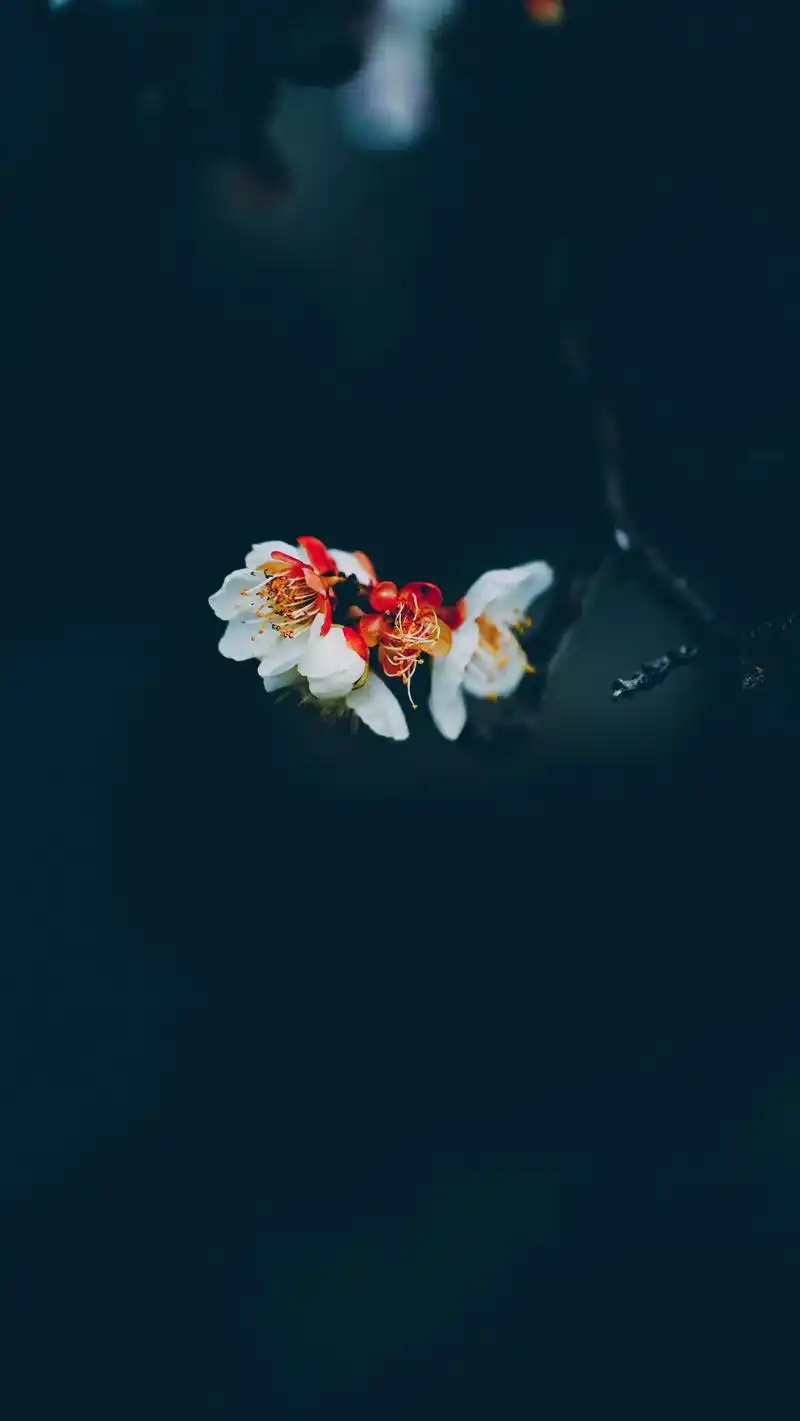 1440_2558竖版 竖屏