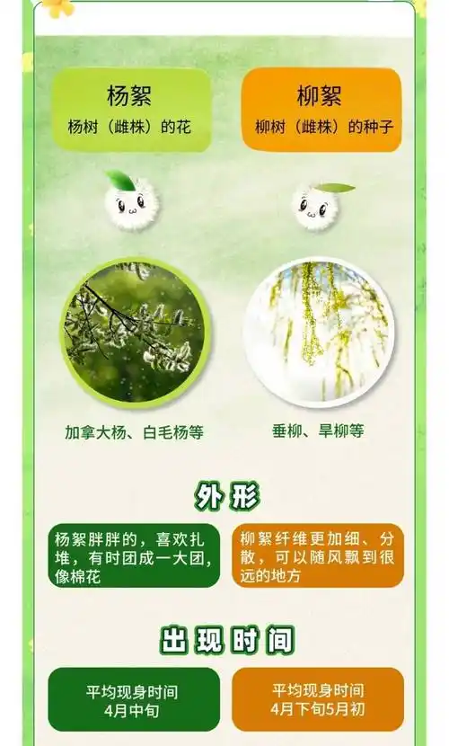 杨絮柳絮傻傻分不清,如何防护看这里
