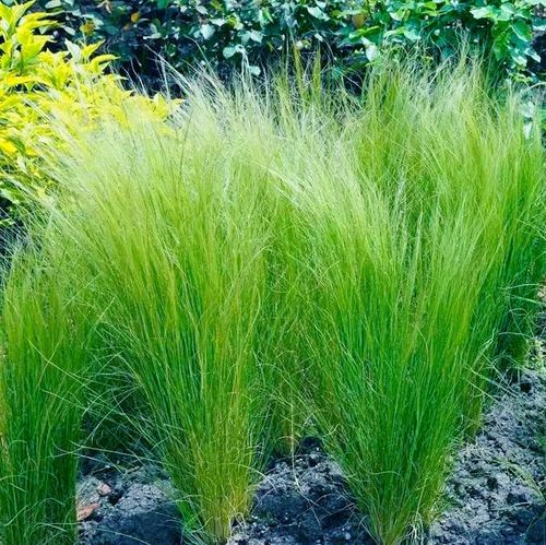 针茅马尾{墨西哥羽毛草}盆苗   耐寒耐旱观赏草【鲁红园艺】