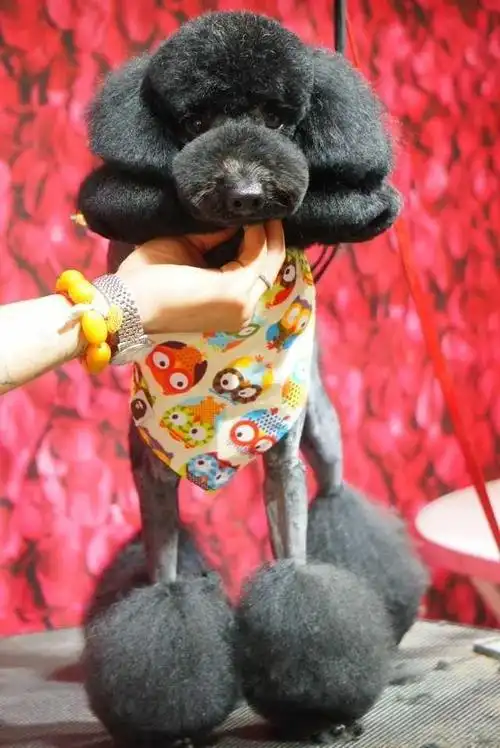 可爱泰迪图片(泰迪个性造型)_手工miao