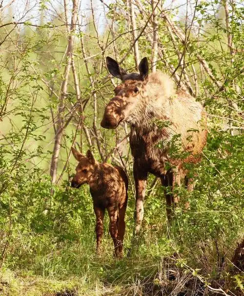 阿拉斯加夏季动物之行走的美味moose驼鹿