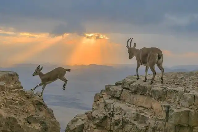 一群山羊在落日余晖中跳跃,唯美画面被摄影师捕捉,令人着迷