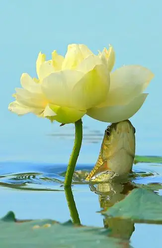 899_1377竖版 竖屏