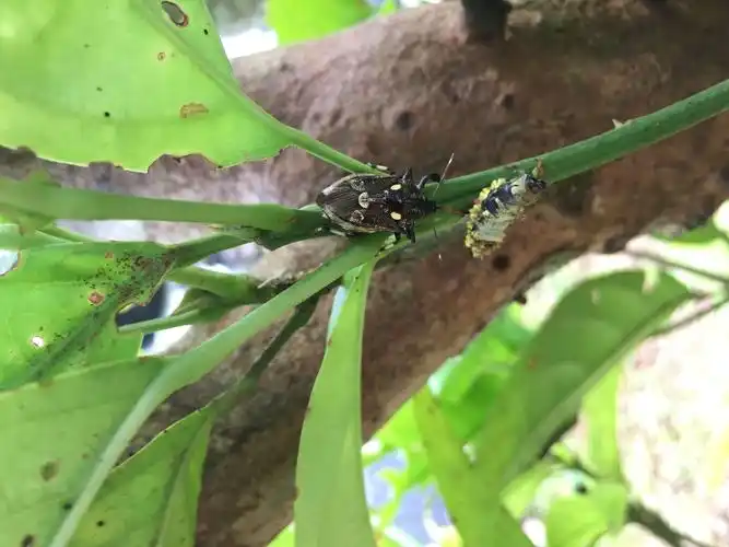 昆虫界"杀手"——天敌昆虫