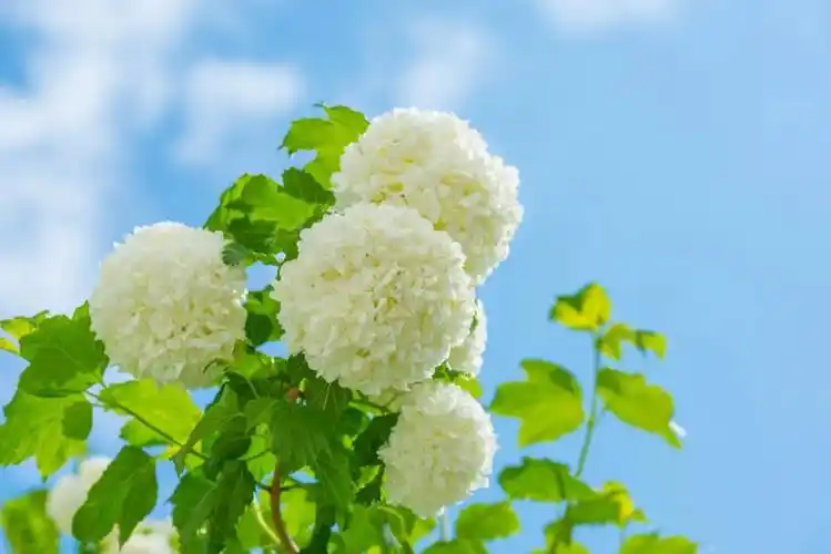 绣球花开满杭城,这份春日温柔限定请收下,杭州四月的顶流太美了