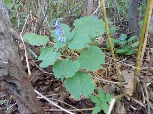 尾叶香茶菜图片尾叶香茶菜野菜图片
