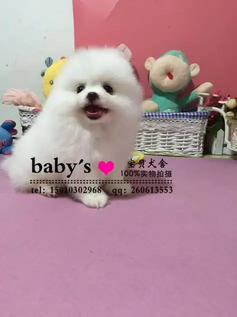 2,茶杯狗多少钱一只