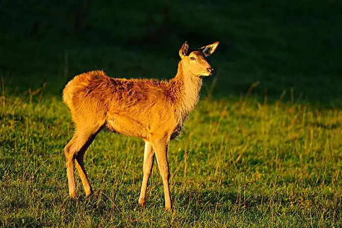 马鹿图片_图片大全