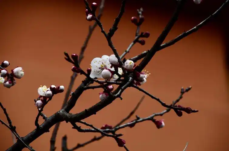 梅花虽没有雍容华贵,国色天香,倾国倾城,却有着自己独特的美丽 冰清