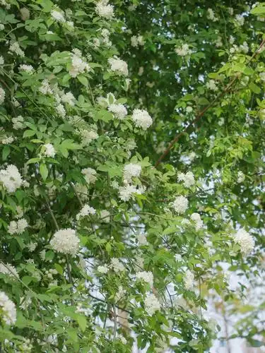 太阳持续营业快去看成都七里香开成瀑布