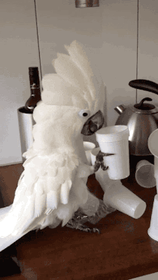 最近网上那只很红的鹦鹉最近似乎跟杯子有仇,只要主人把杯子叠在一起