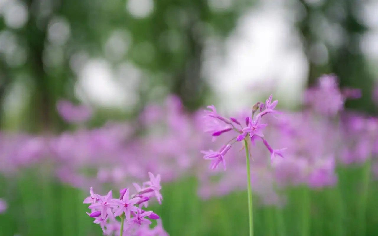 小清新花卉摄影图片高清桌面壁纸