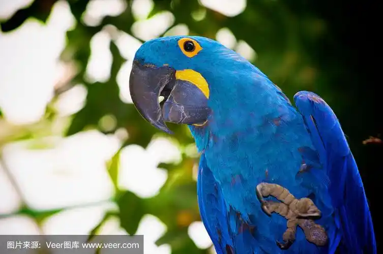 你好,热带蓝鹦鹉
