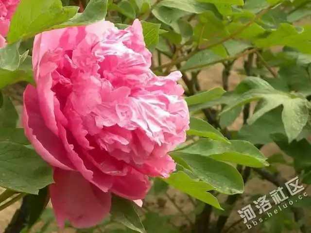 每日一品银红娇艳牡丹