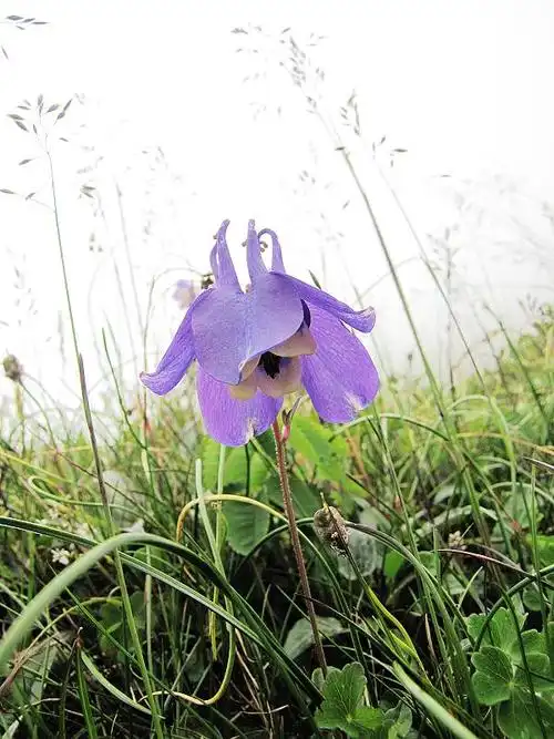 长白耧斗菜_植物资源_长白山生态网