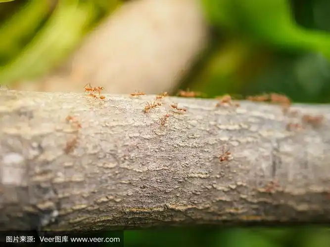 树上的蚂蚁.动物野生动物的概念.