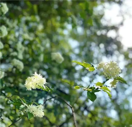 高新花事丨花期大爆发锦城湖地铁口的七里香火了