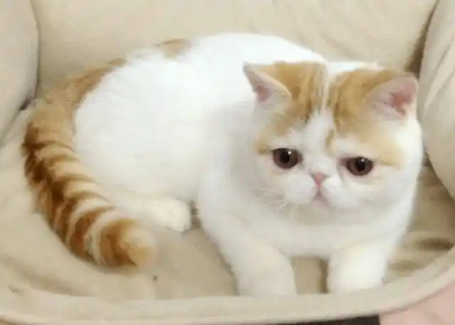 异国短毛猫的品种介绍