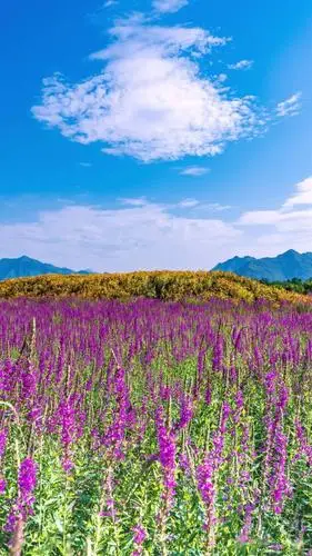 缤纷绚烂的夏花 七孔桥花海  又到了一年中美的时节~ 欣赏多样风景 咋