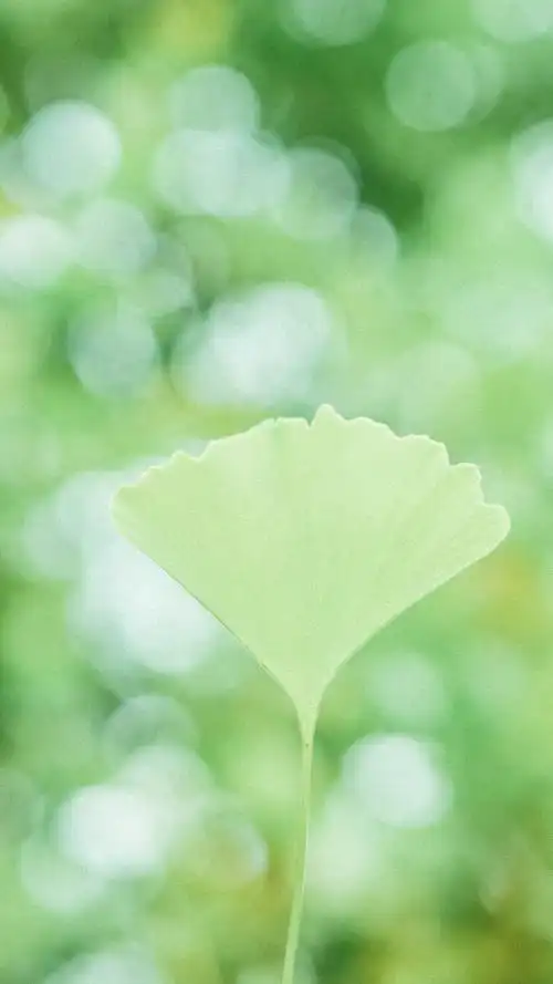 绿色护眼小清新高清手机壁纸图片
