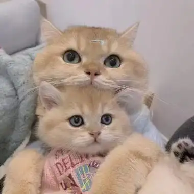 可爱小猫咪 情侣_情侣头像_我要个性网