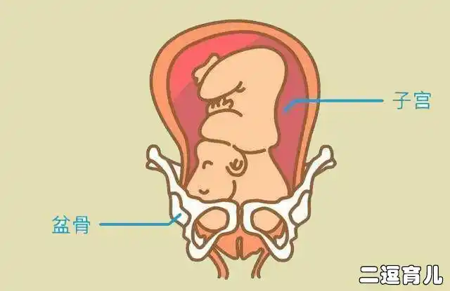 胎儿入盆多久会出生?迟迟不入盆该怎么办?