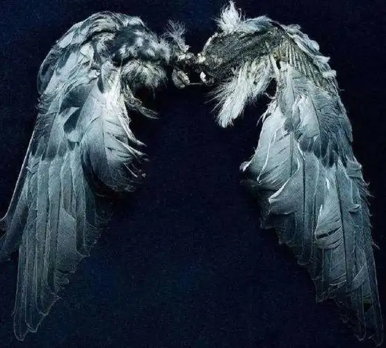 十二星座专属梦幻翅膀②