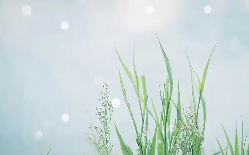 小清新唯美高清图片电脑桌面壁纸-风格壁纸-壁纸下载-美桌网