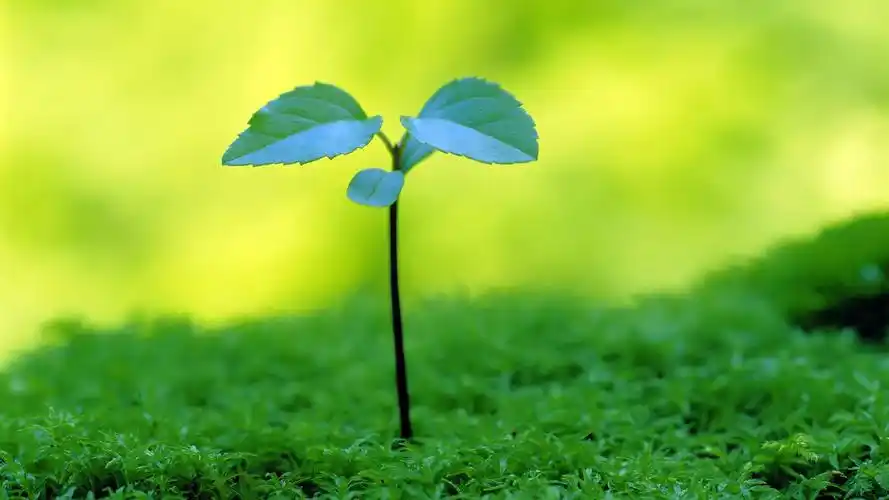 小清新护眼壁纸护眼绿色 相关壁纸