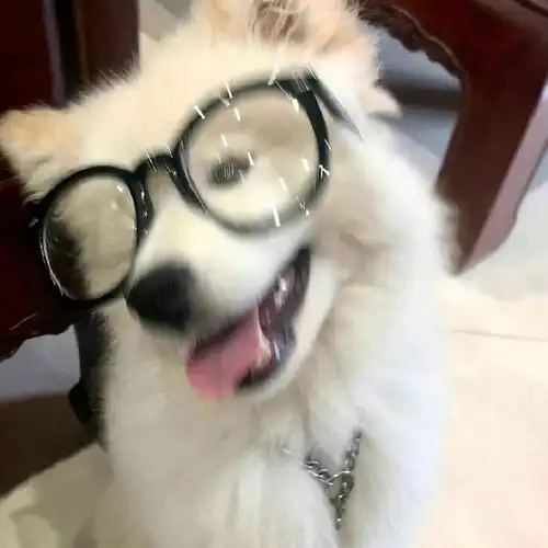 求可爱狗狗头像