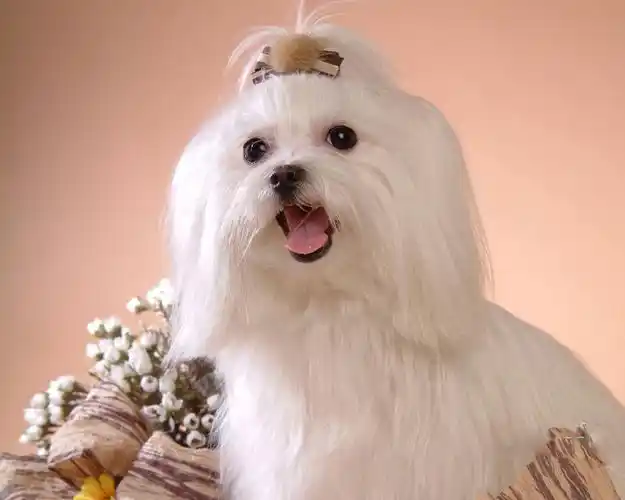 可爱马尔济斯犬高清写真桌面壁纸下载