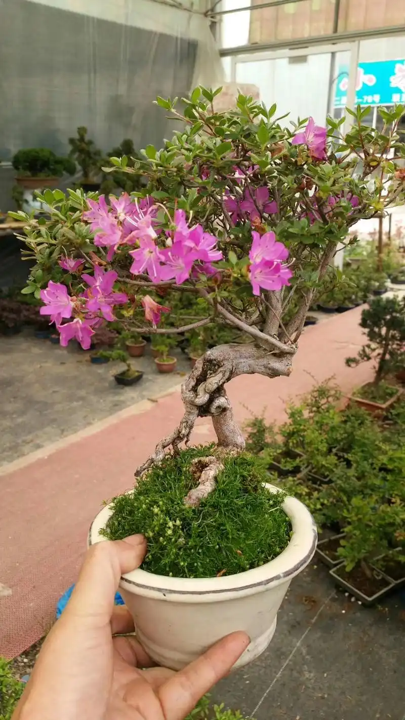 精品雀梅,看着小,岁数都不小了