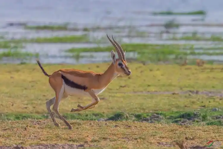动物非洲羚羊奔跑吧
