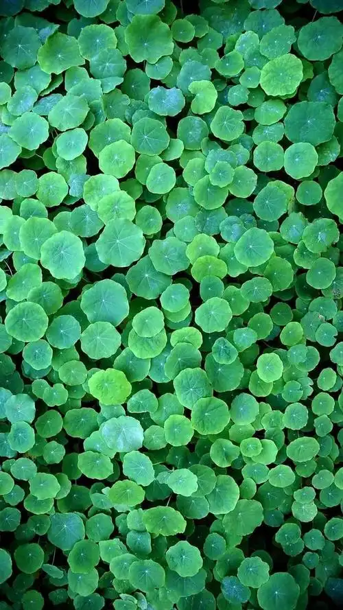 壁纸推荐绿色护眼绿意盎然清新唯美高清无水印