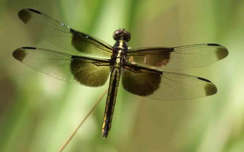 漂亮展翅蜻蜓高清壁纸_颜色漂亮的蜻蜓
