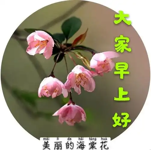 大家早上好图片